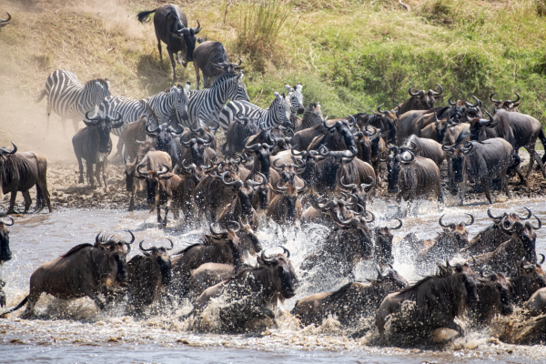 Wildebeest migration